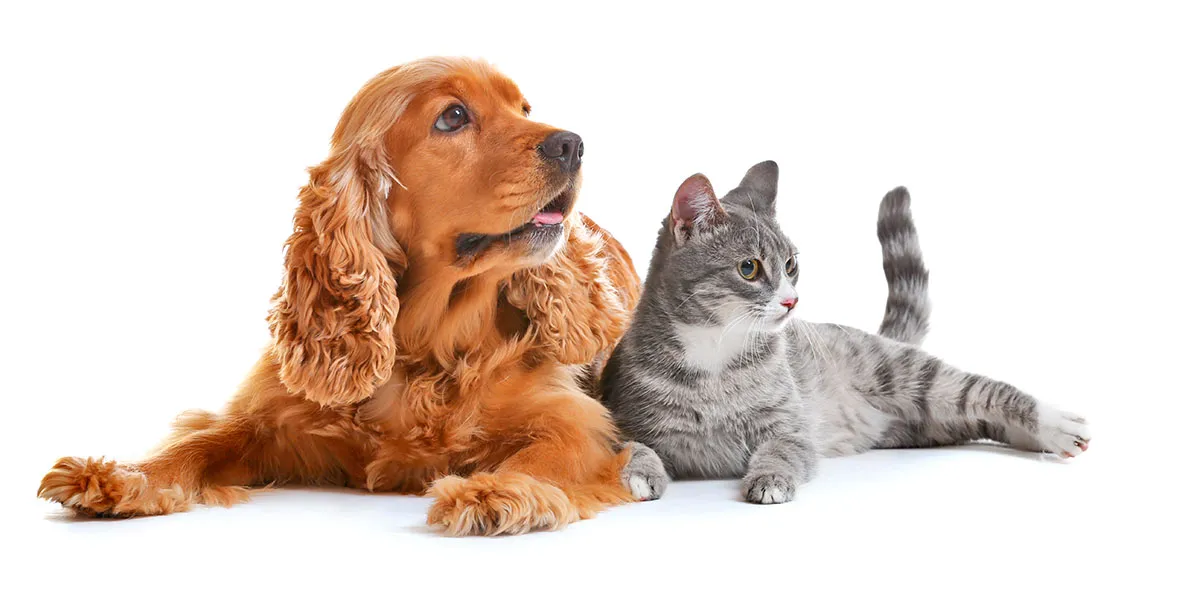 Animales Menores